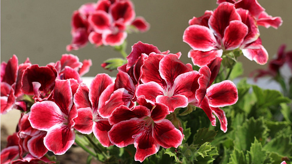 Pelargonia królewska – piękny kwiat o królewskich zachciankach. Sprawdź, jak o nią zadbać