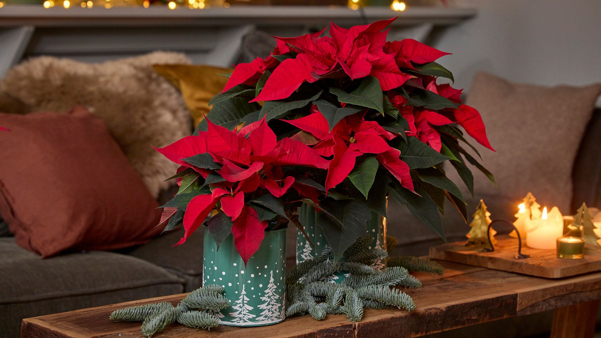 Co zrobić, by Gwiazda Betlejemska przetrwała do Nowego Roku? Oto kilka przydatnych wskazówek