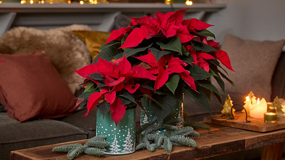 Co zrobić, by Gwiazda Betlejemska przetrwała do Nowego Roku? Oto kilka przydatnych wskazówek