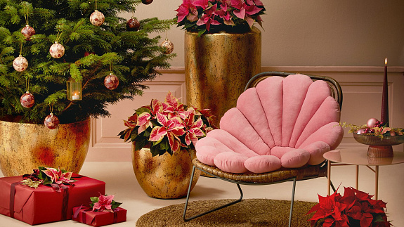 Jak przystroić dom na Boże Narodzenie? Oto 5 roślin, które kwitną zimą