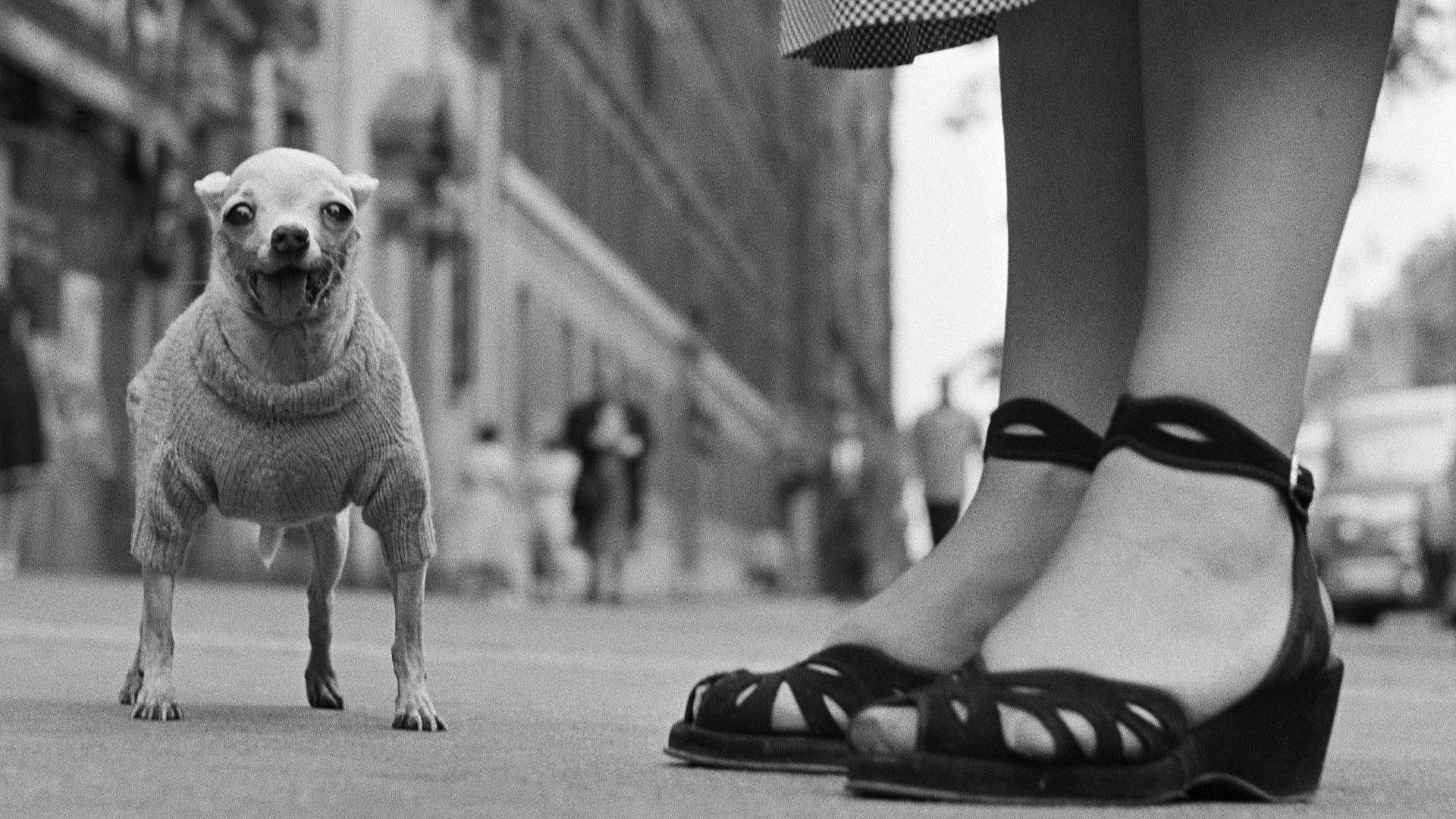 Darmowa wystawa, której nie możesz przegapić. Zobacz kultowe zdjęcia Elliotta Erwitta w Warszawie