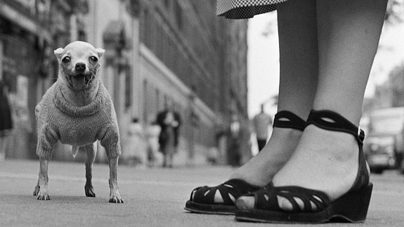 Darmowa wystawa, której nie możesz przegapić. Zobacz kultowe zdjęcia Elliotta Erwitta w Warszawie