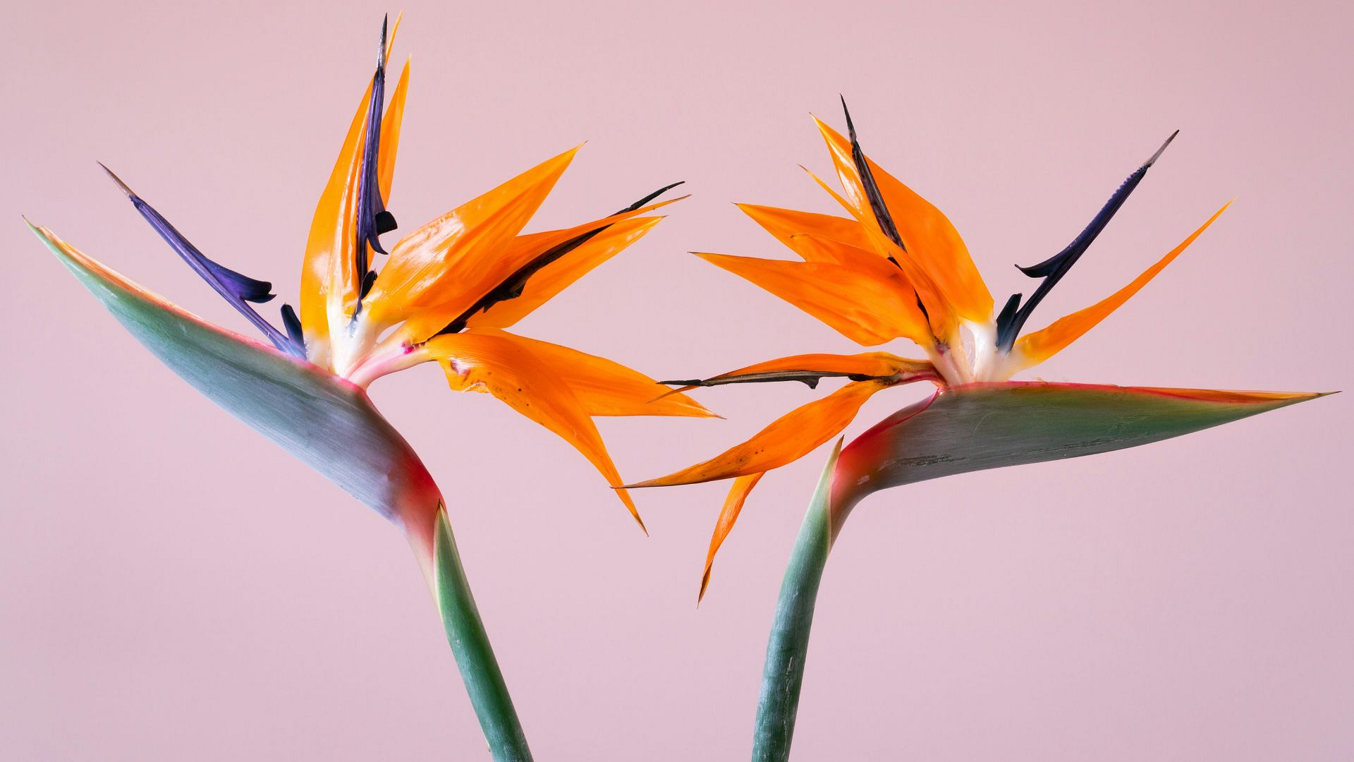 To jedna z najpiękniejszych roślin doniczkowych. Podpowiadamy, jak dbać o strelicję królewską