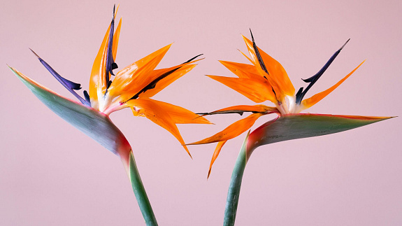 To jedna z najpiękniejszych roślin doniczkowych. Podpowiadamy, jak dbać o strelicję królewską