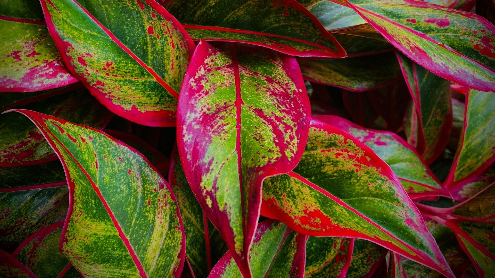 7 roślin o kolorowych liściach, które ożywią każde wnętrze