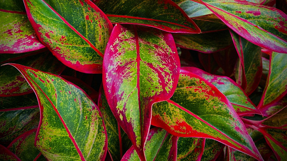 7 roślin o kolorowych liściach, które ożywią każde wnętrze