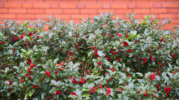 Najpiękniejsze krzewy zimozielone do ogrodu. 13 gatunków, które cieszą oczy przez cały rok