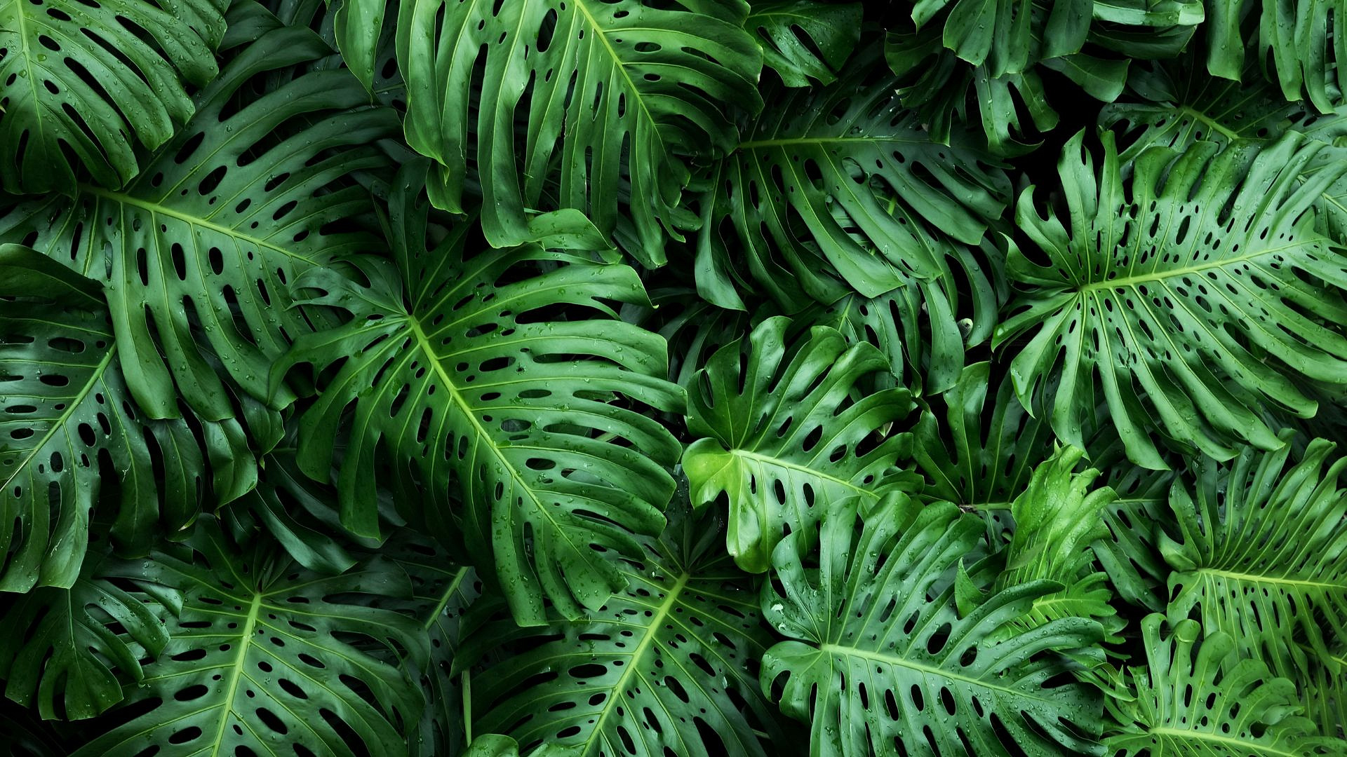 7 unikatowych odmian monster, które zachwycają wyglądem