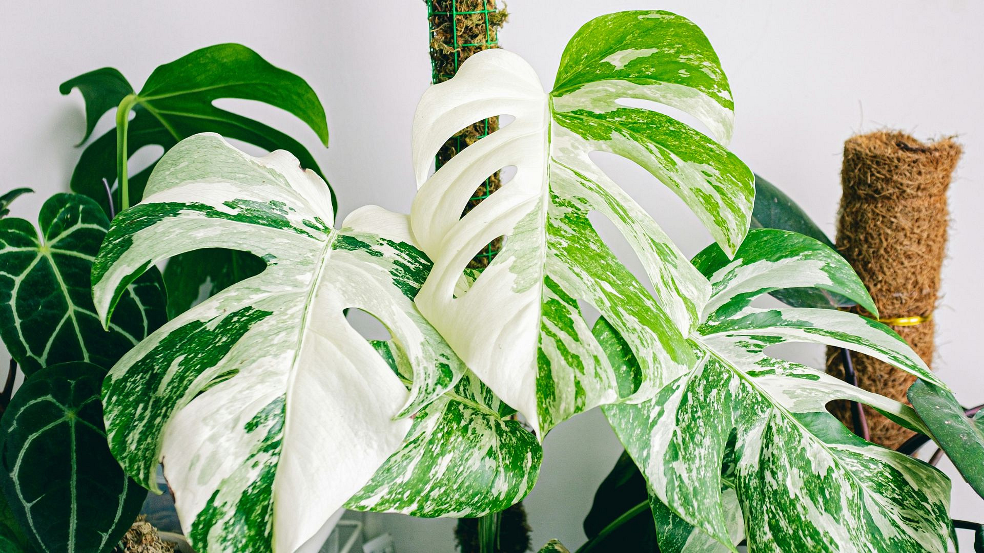 Monstera variegata – uprawa, cena, gdzie kupić? Wszystko, co musisz wiedzieć