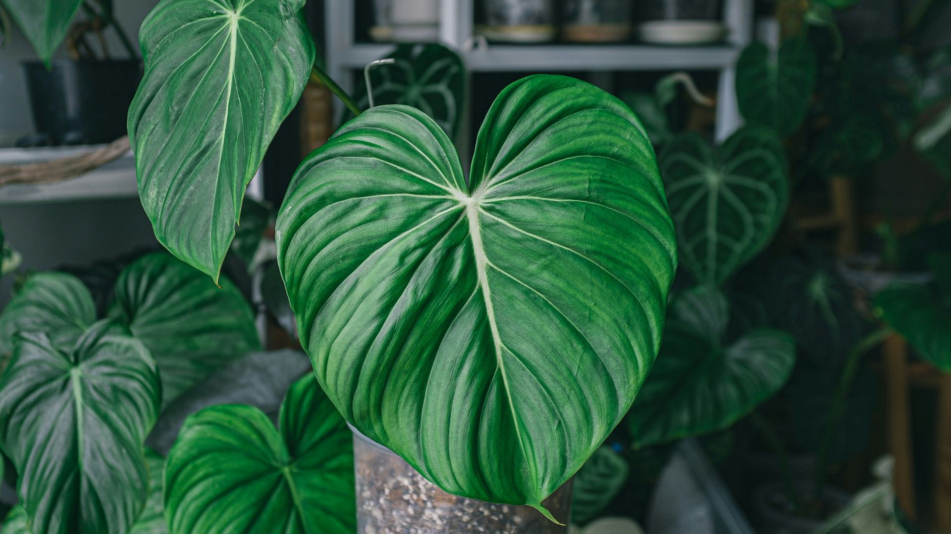 Rośliny XXL. 9 dużych roślin doniczkowych do domu i biura 