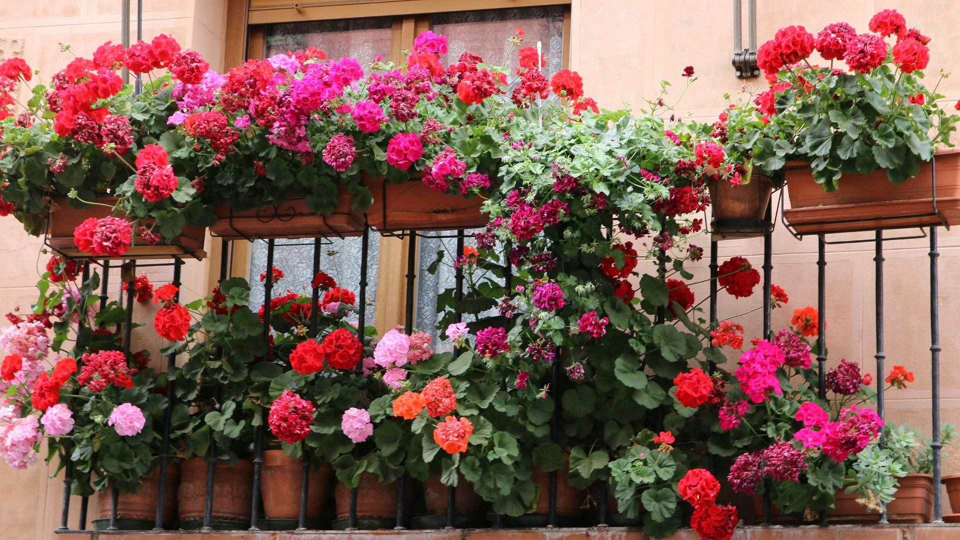 9 roślin na słoneczny balkon. Kwiaty i drzewka, którymi ozdobisz nawet niewielką przestrzeń