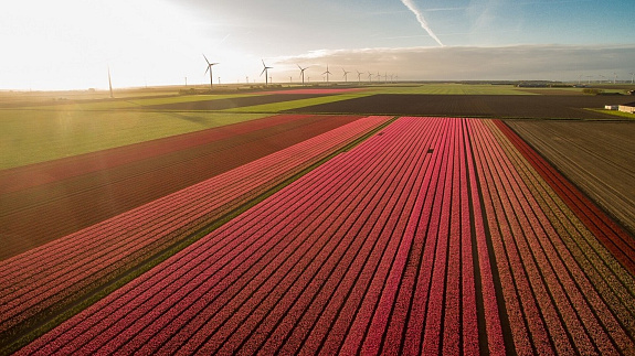 Zaczyna się najpiękniejszy miesiąc w Holandii. Rzuć wszystko i zobacz miejsca usłane dywanami tulipanów