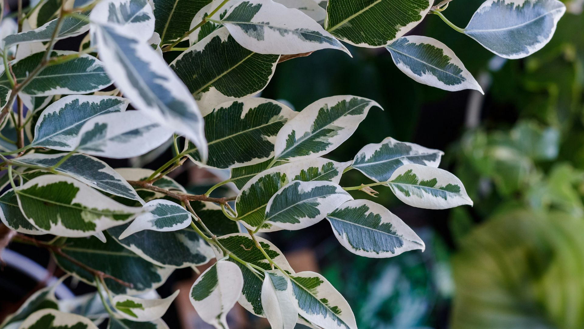 Ficus benjamina bez tajemnic. Podpowiadamy, jak dbać o figowiec benjamina