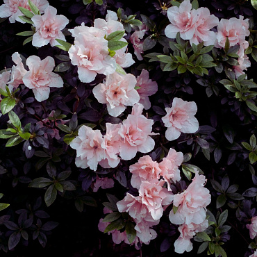7 najpiękniejszych odmian rododendronów. Te krzewy przemienią twój ogród w królestwo kolorów