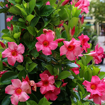To jedno z najpiękniejszych kwitnących pnączy na balkon. Jak dbać o mandevillę? 