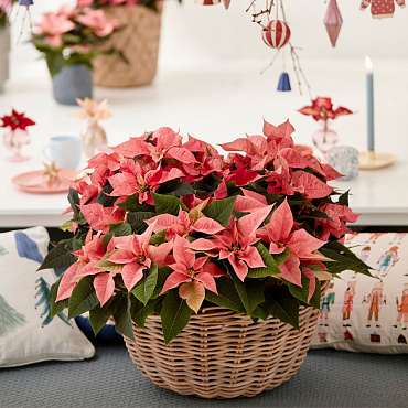 Co zrobić, by Gwiazda Betlejemska przetrwała do Nowego Roku? Oto kilka przydatnych wskazówek