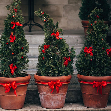 Co zrobić, by choinka w doniczce przetrwała do wiosny? Zapytaliśmy ekspertów