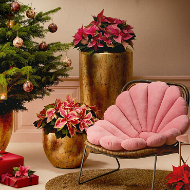 Jak przystroić dom na Boże Narodzenie? Oto 5 roślin, które kwitną zimą