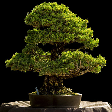 Czy aukcja na rzecz Muzeum Warszawy jest tylko dla warszawiaków? Niekoniecznie