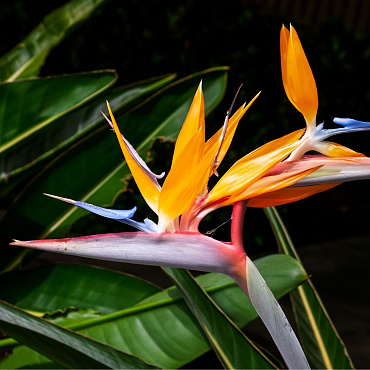 To jedna z najpiękniejszych roślin doniczkowych. Podpowiadamy, jak dbać o strelicję królewską