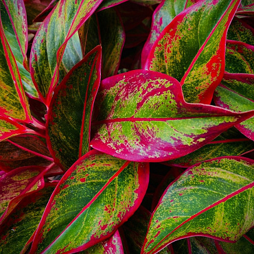 7 roślin o kolorowych liściach, które ożywią każde wnętrze