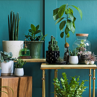 Jak uratować przesuszoną roślinę? Wskazówki, dzięki którym przywrócisz ją do życia