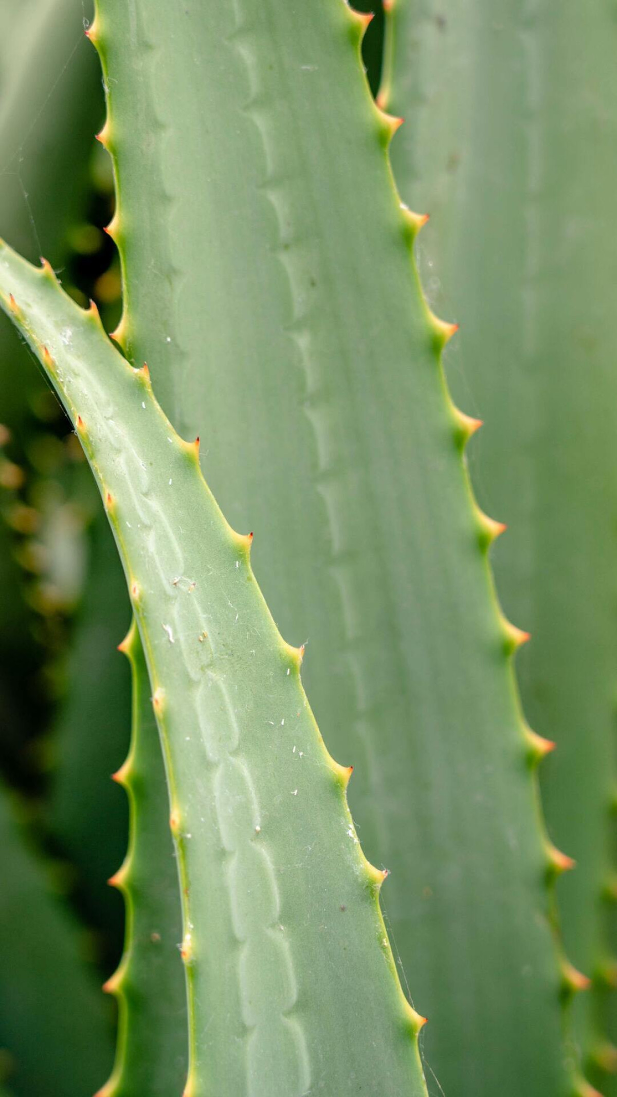 aloes łodyga zielona 