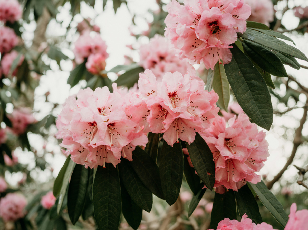 rododendron