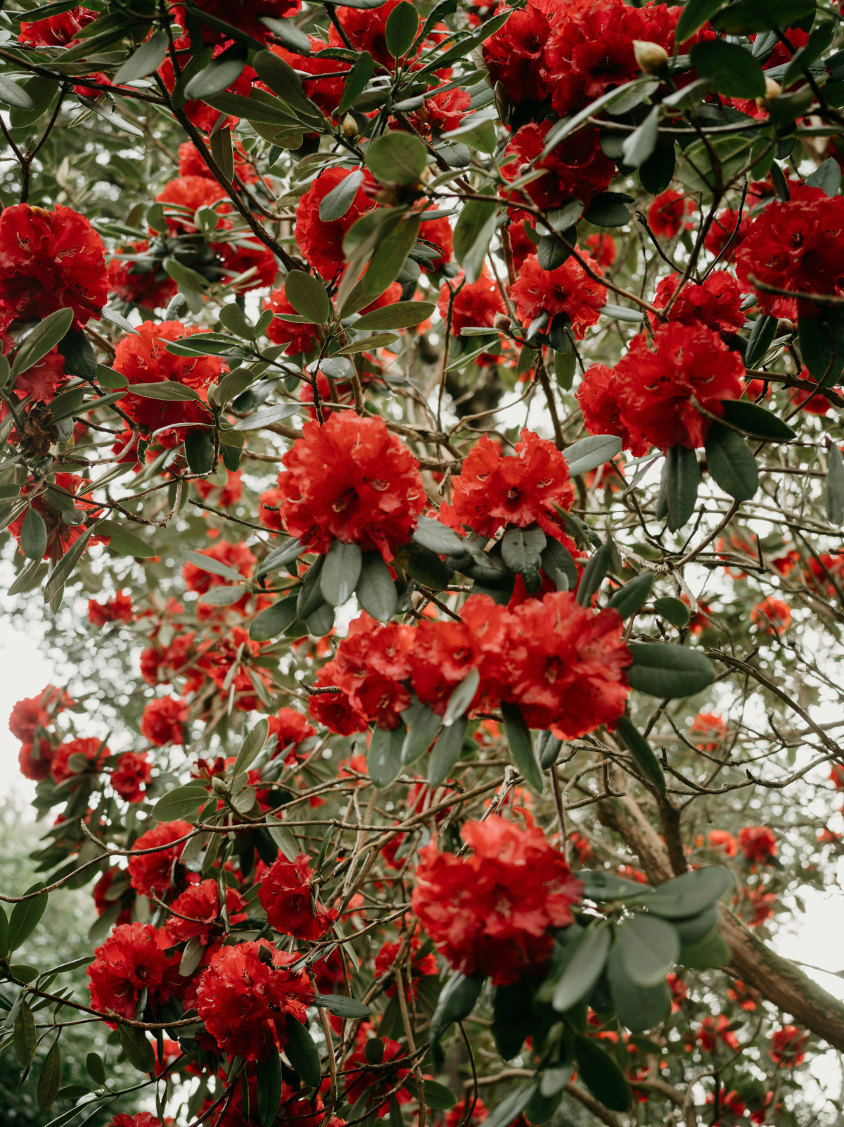 rododendron