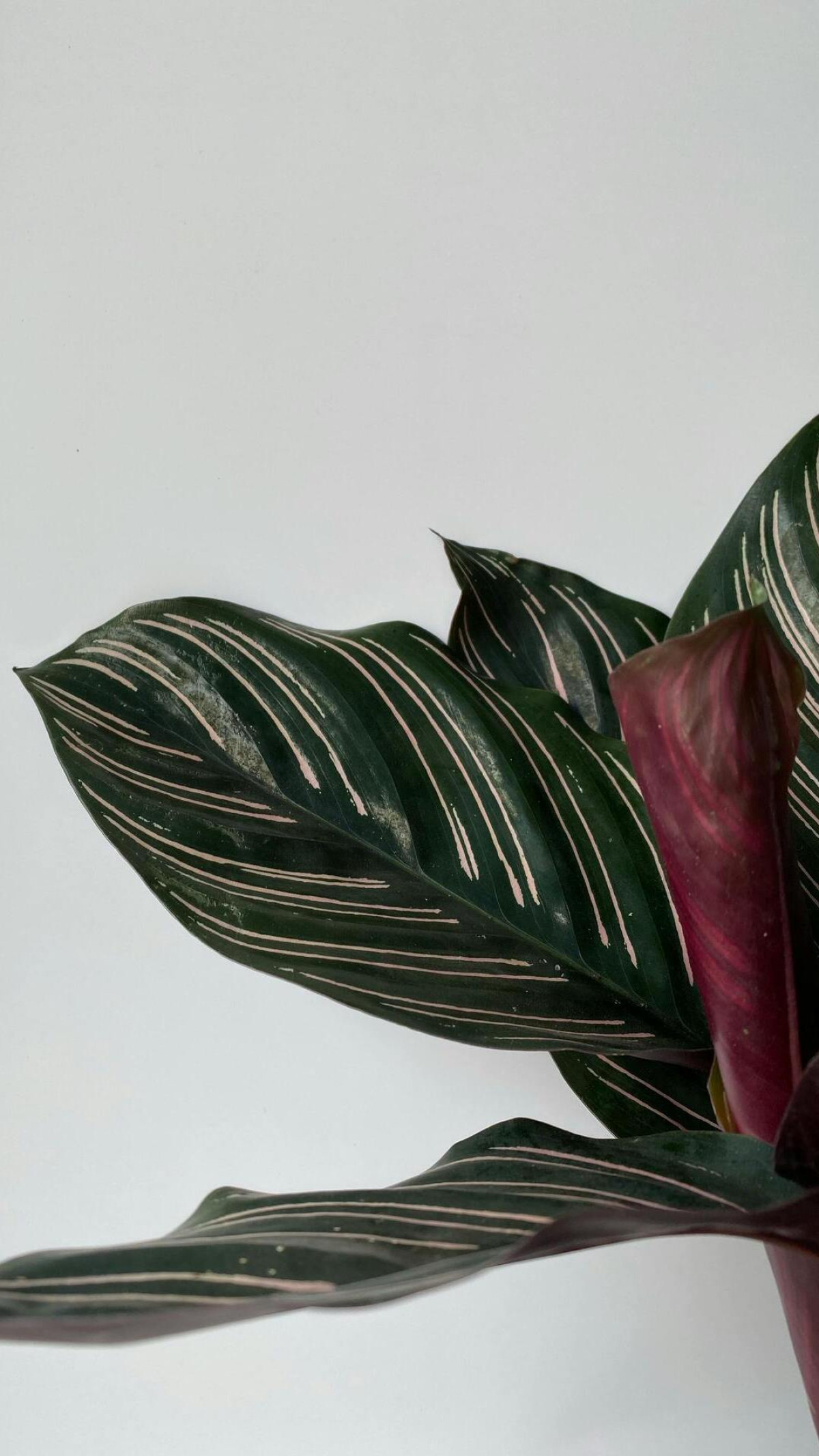 calathea kolorowa roślina 