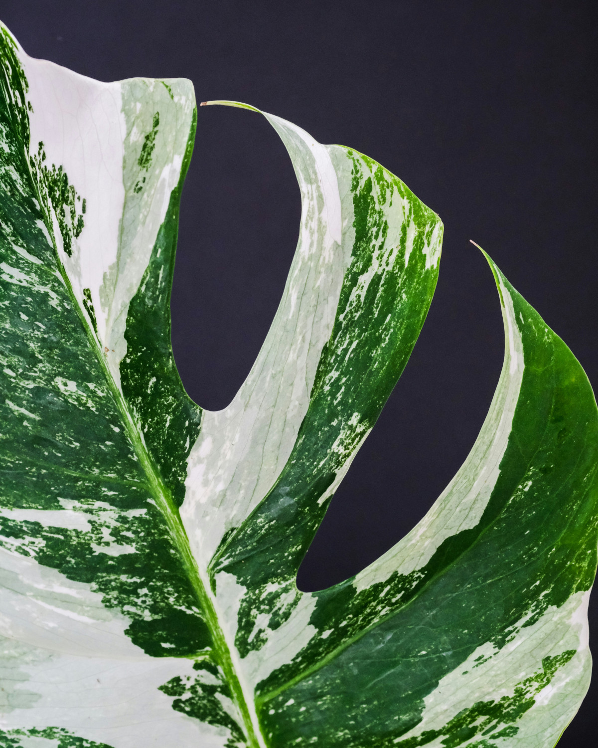 monstera