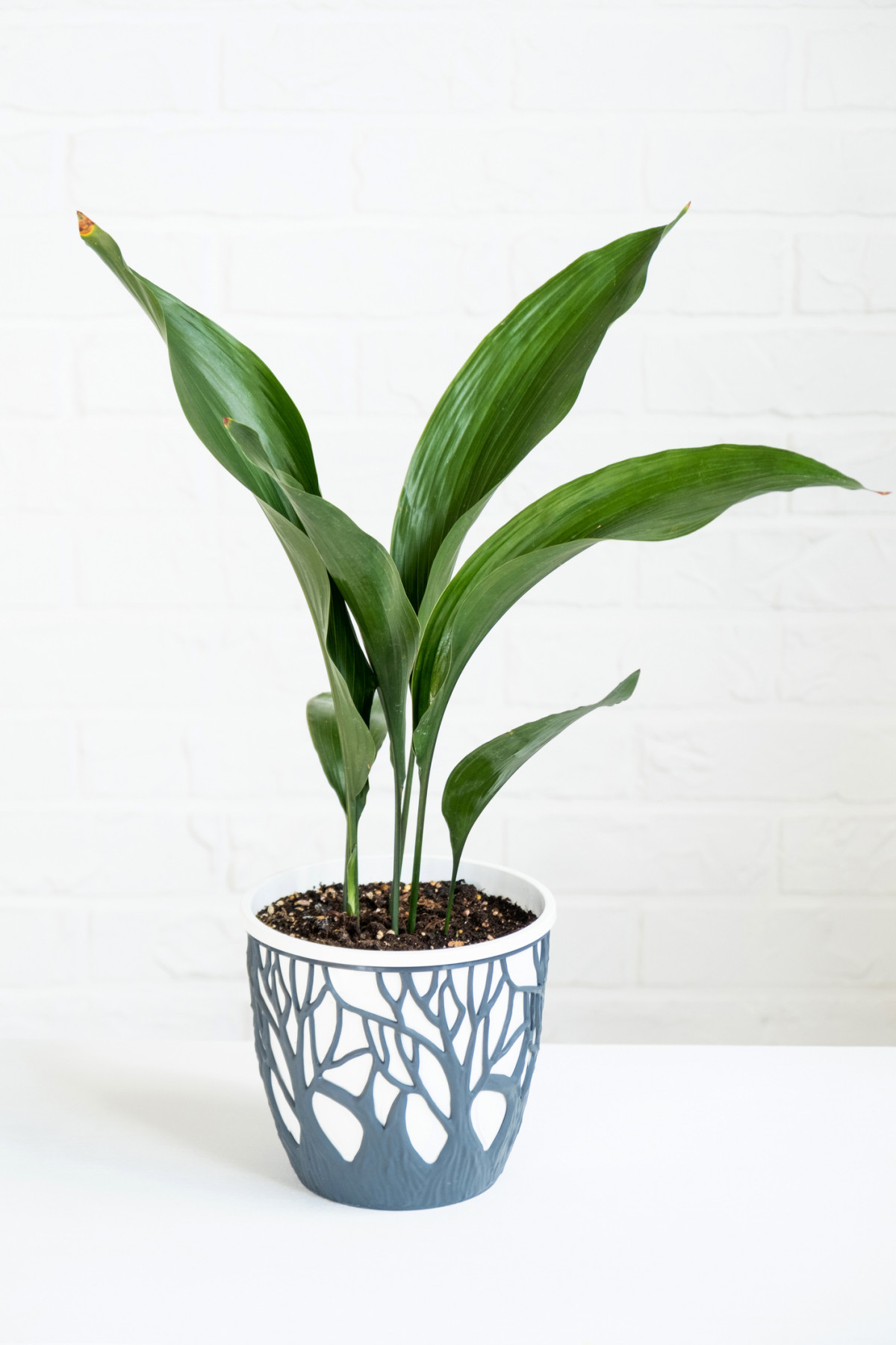 aspidistra