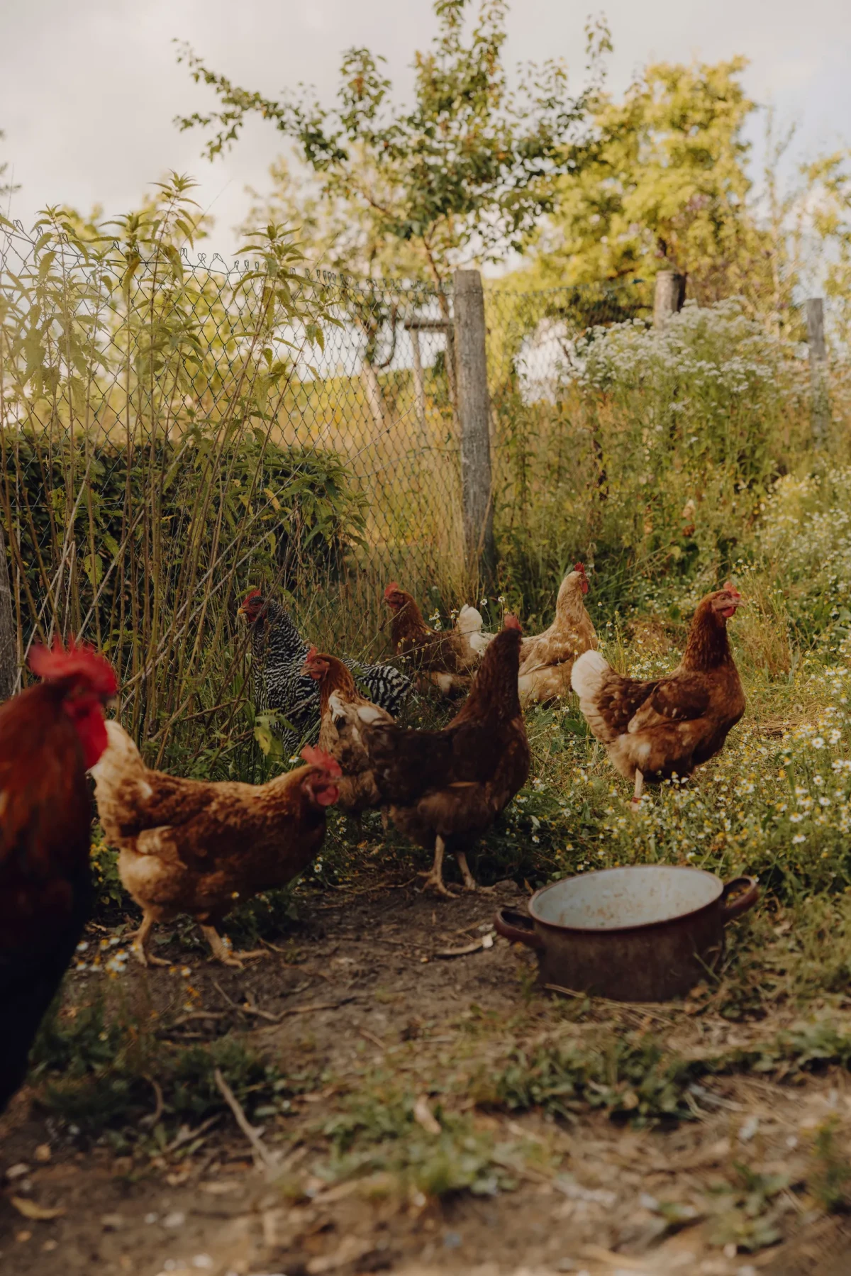 Rodzinna farma w Austrii