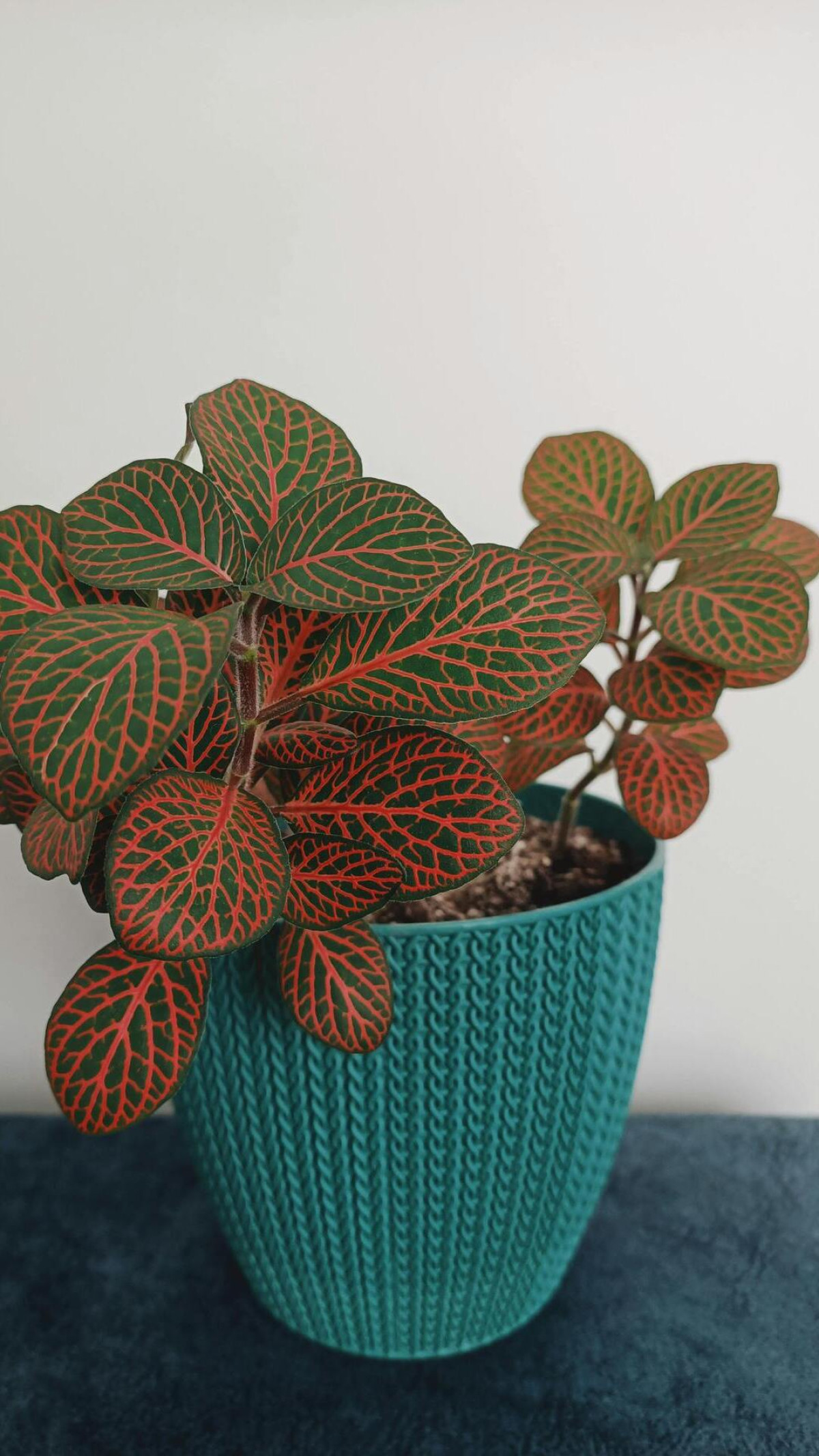 fittonia kolorowa roślina 