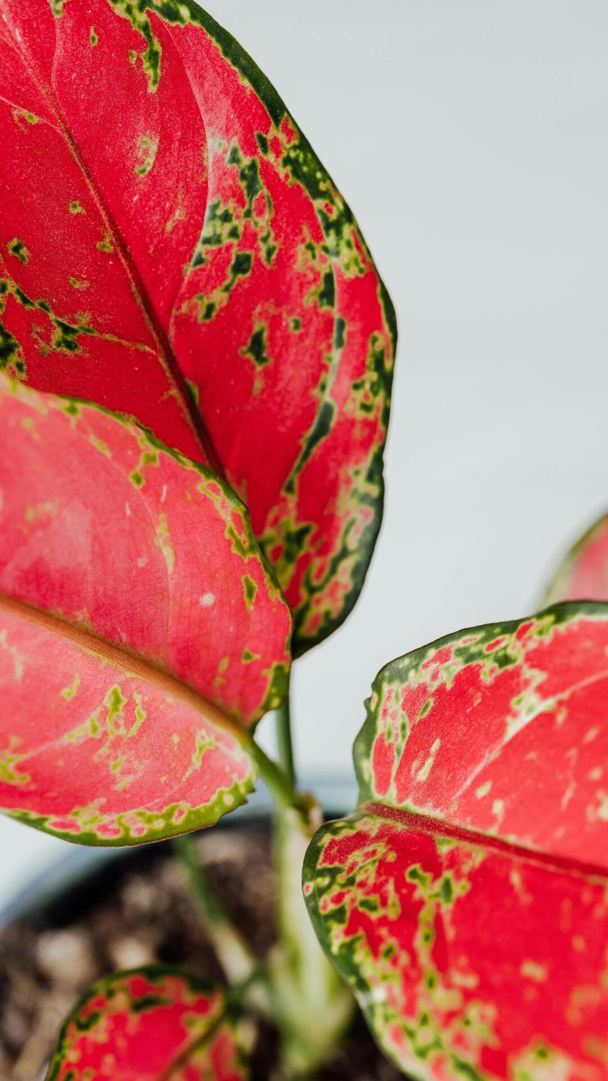 aglaonema kolorowa roślina 