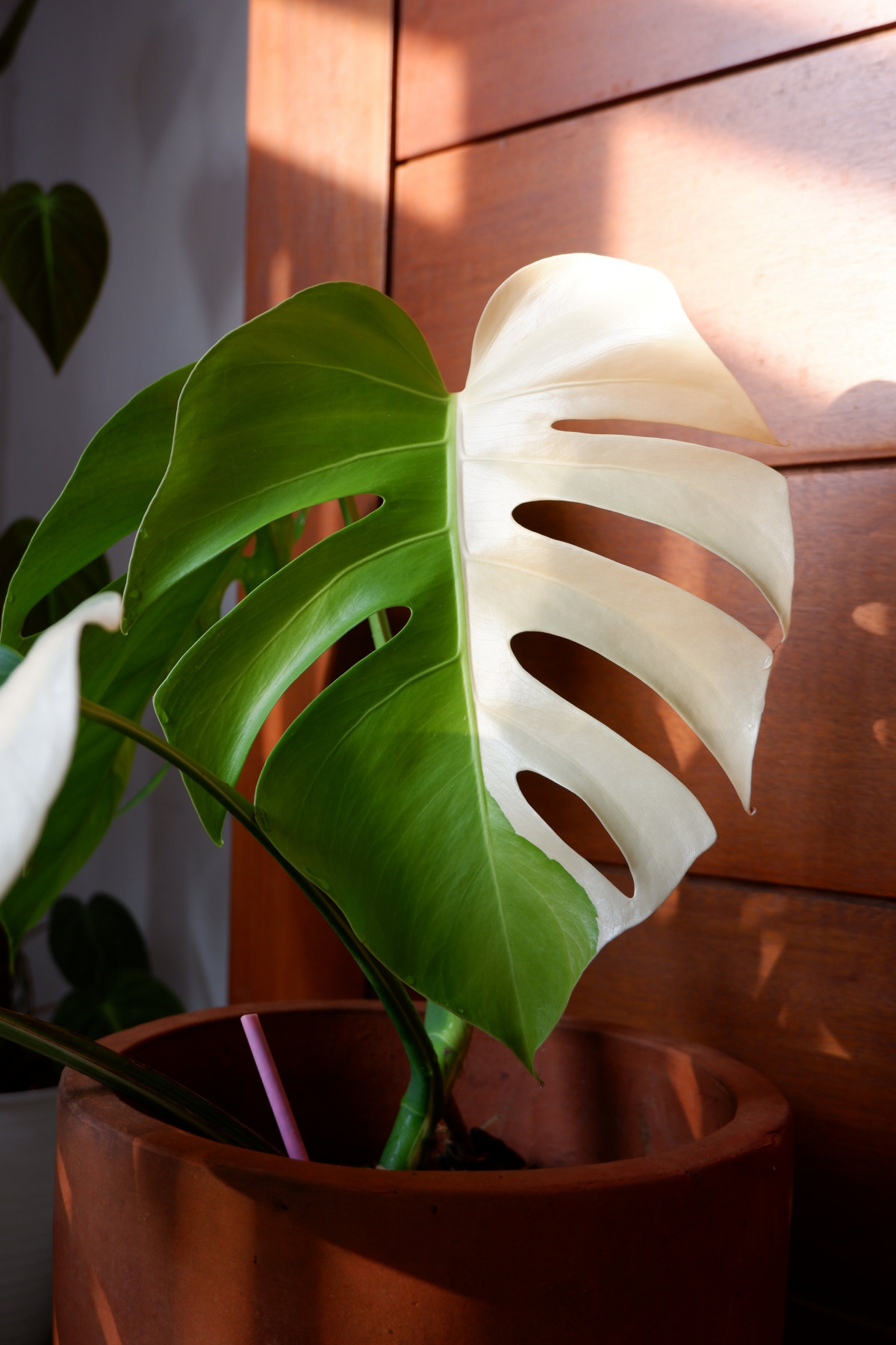 Monstera w sypialni. Wszystko, co musisz wiedzie o trzymaniu monstery w  sypialni