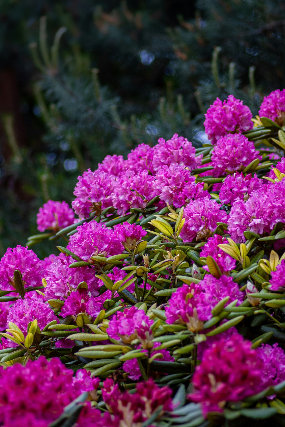 rododendron